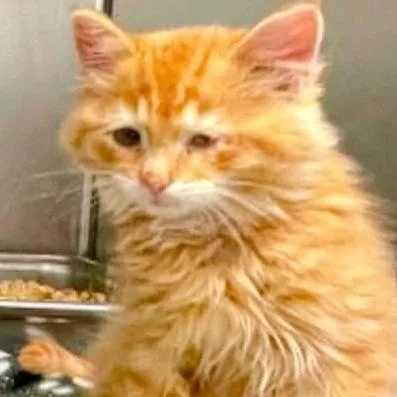 A baby small-sized male Orange / Red Domestic Long Hair cat named Honey Nut Cheerios in for adoption in Alexandria, VA