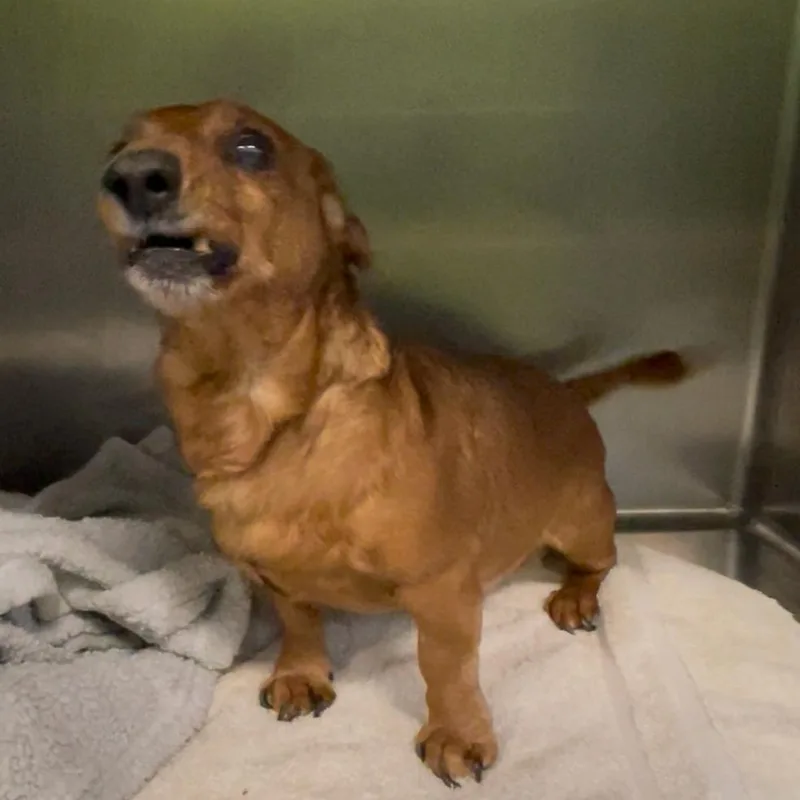 A senior small-sized male Red / Chestnut / Orange Miniature Dachshund dog named Walter SPWAStray for adoption in Spokane, WA