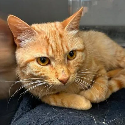 An adult medium-sized male Domestic Short Hair cat named Silas for adoption in Gastonia, NC
