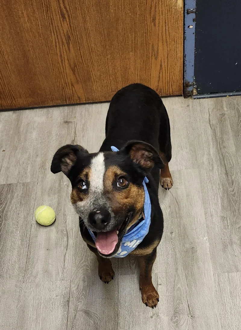 An adult medium-sized male Tricolor (Brown, Black, & White) Cattle Dog dog named Staple for adoption in Mansfield, OH
