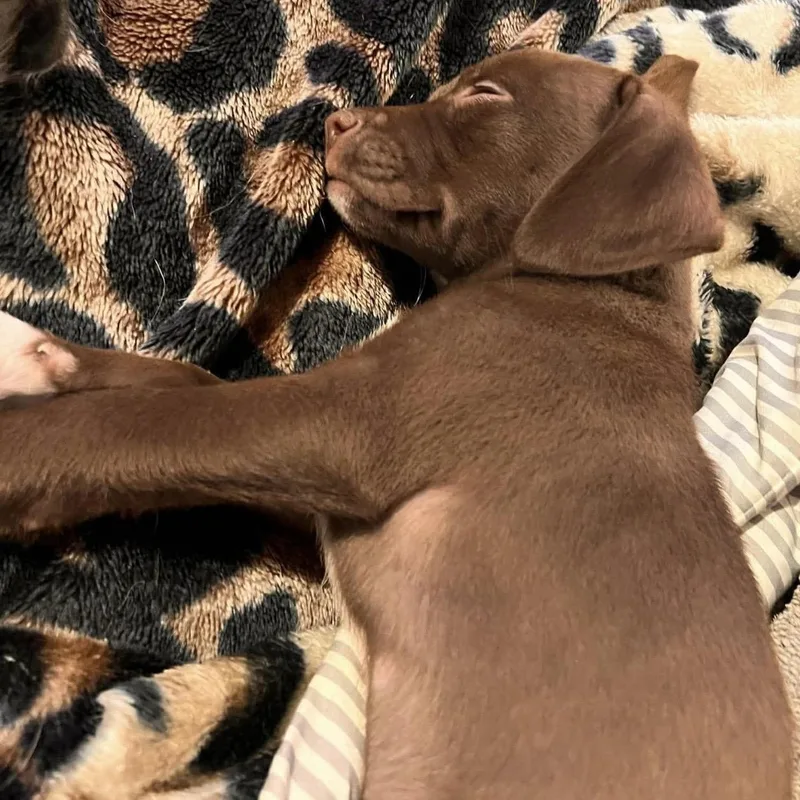 A baby medium-sized male Brown / Chocolate Mixed Breed dog named Titan for adoption in Pelham, NH