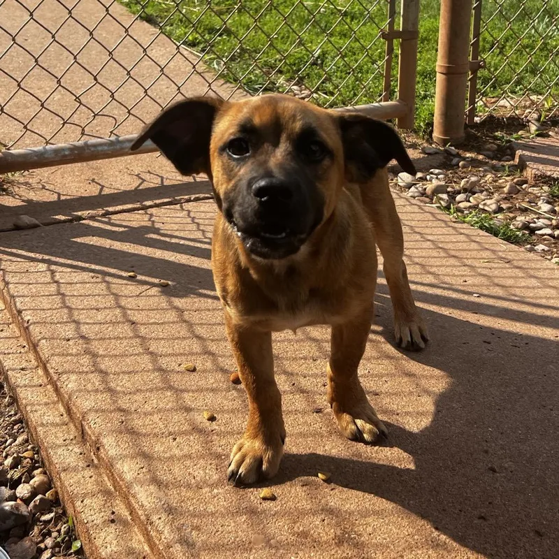 A baby small-sized male Red / Chestnut / Orange Beagle dog named Titus for adoption in Harrisville, WV