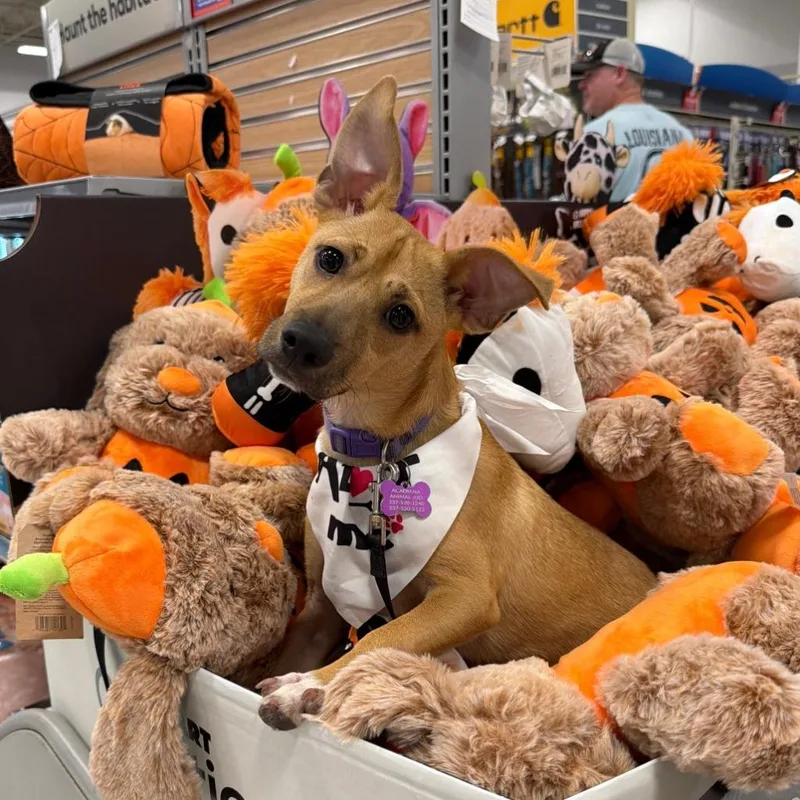 A baby small-sized male Miniature Pinscher dog named Chips N Dip for adoption in Hardeeville, SC