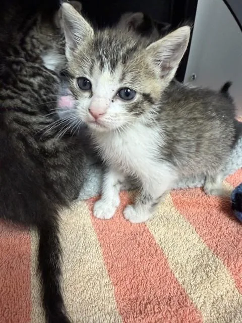A baby small-sized female Domestic Short Hair cat named Cecilia for adoption in Ontario, CA