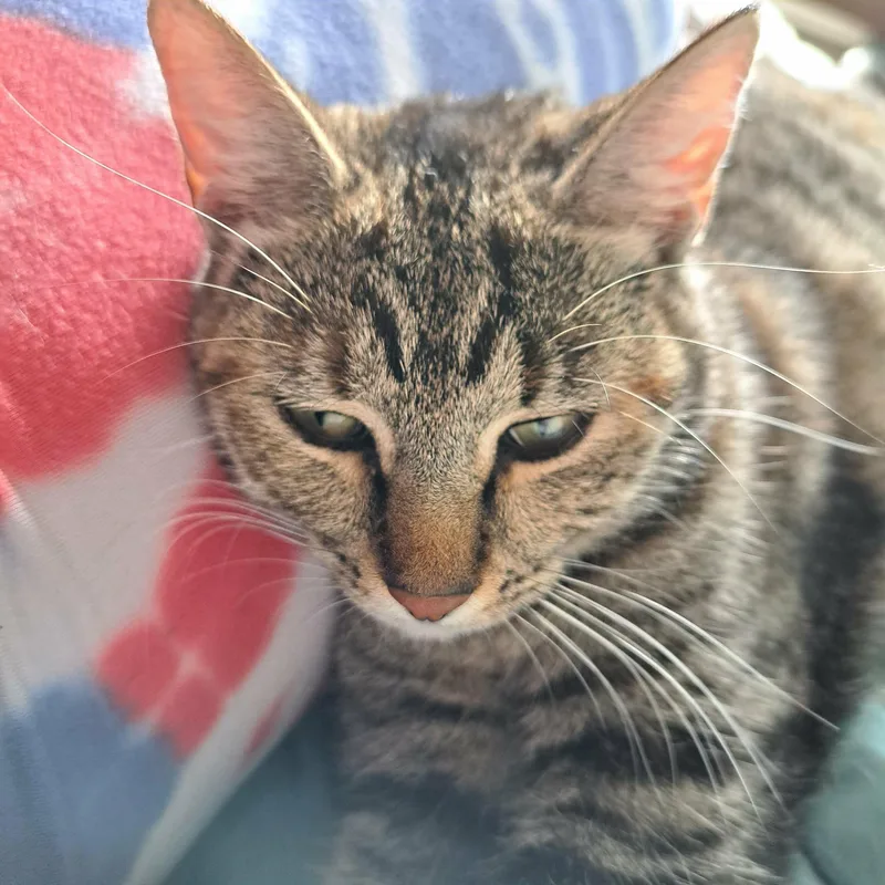 Cholula =^.^= thumbnail 2