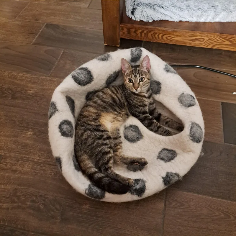 Cholula =^.^= thumbnail 3