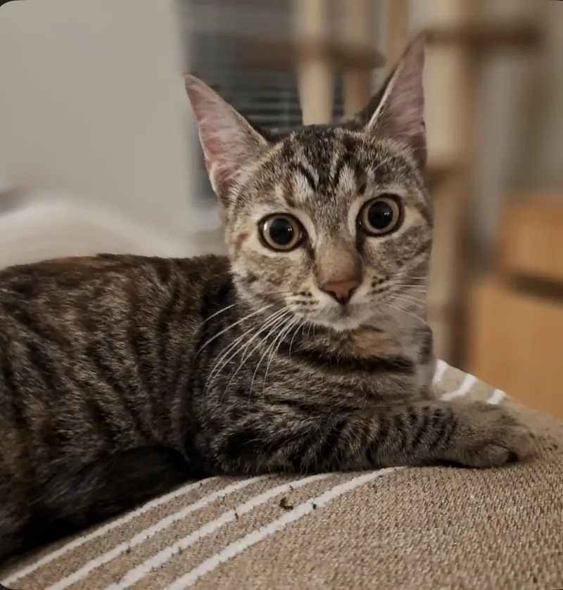 Cholula =^.^= thumbnail 4