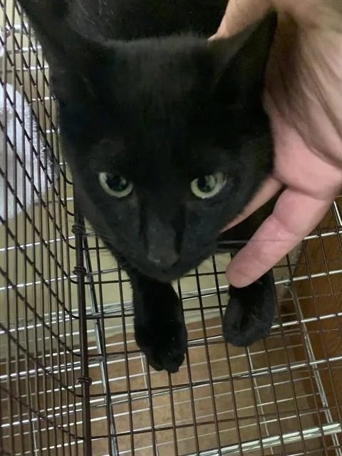 A young medium-sized female Domestic Short Hair cat named Tarot for adoption in Sacramento, CA