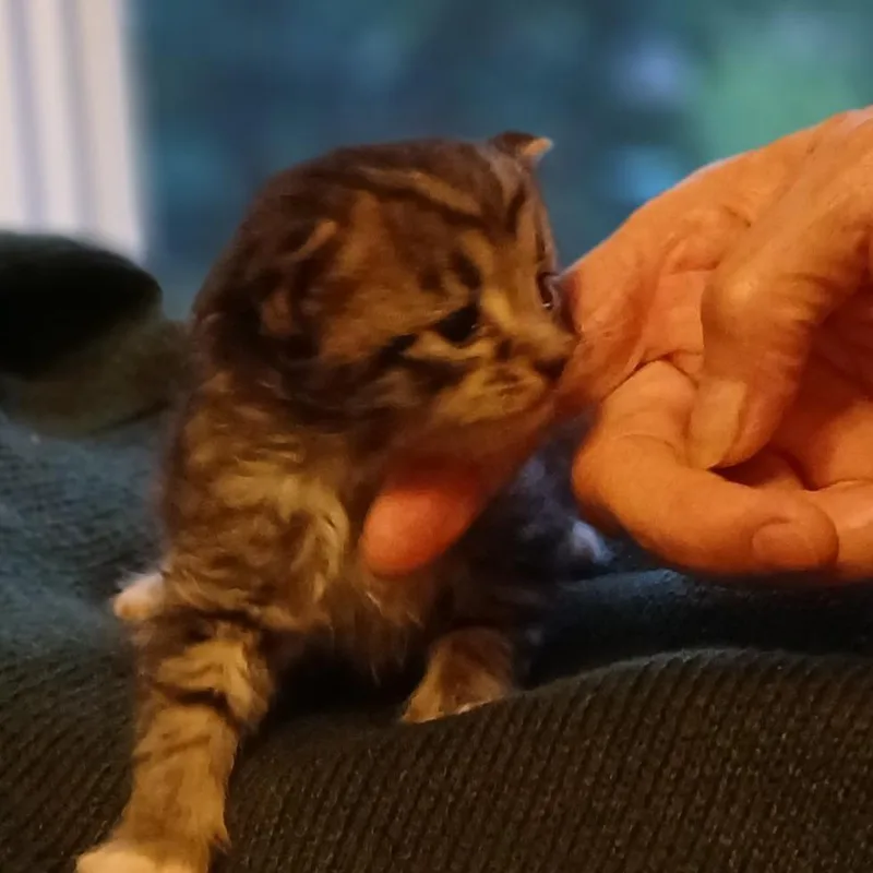 A baby small-sized male Domestic Long Hair cat named Zip Lok for adoption in Spruce Pine, NC