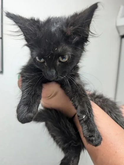 A baby medium-sized male Domestic Short Hair cat named Pacha for adoption in Sacramento, CA