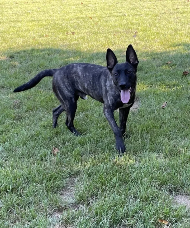 A young medium-sized male Brindle Dutch Shepherd dog named Croc for adoption in Lincoln University, PA