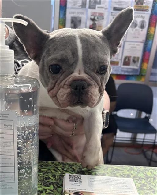 An adult small-sized female Mixed Breed dog named Fifi for adoption in Dallas, TX