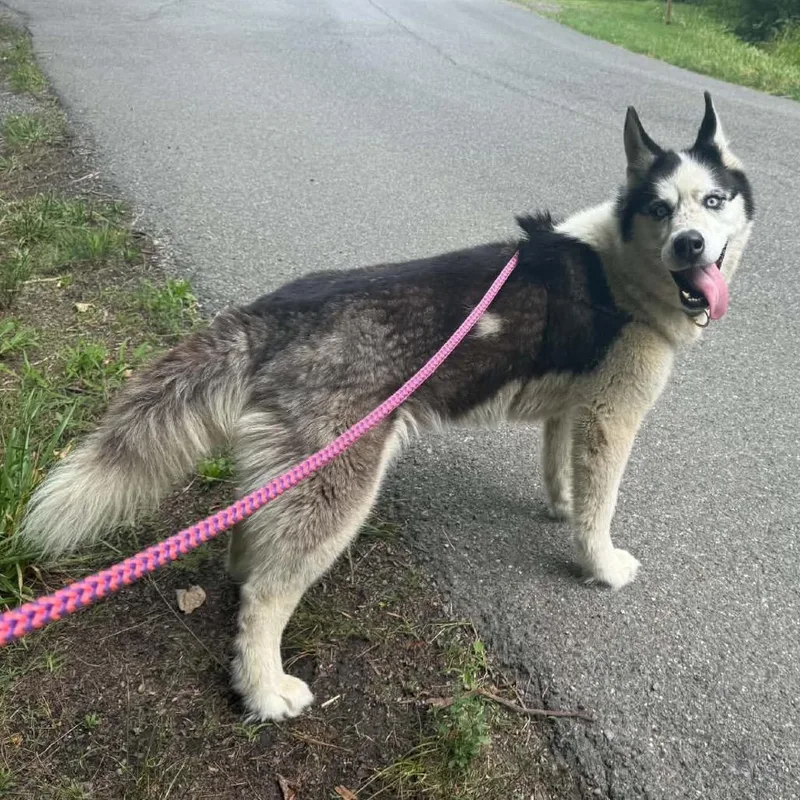 An adult medium-sized female Black Husky dog named Jayda Wayda for adoption in Aldie, VA