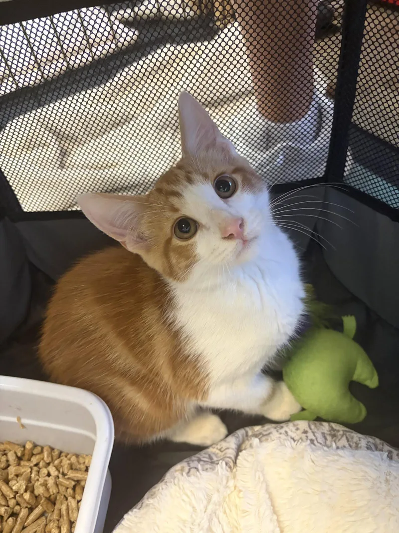A baby medium-sized male Orange & White Domestic Short Hair cat named Theo for adoption in Social Circle, GA