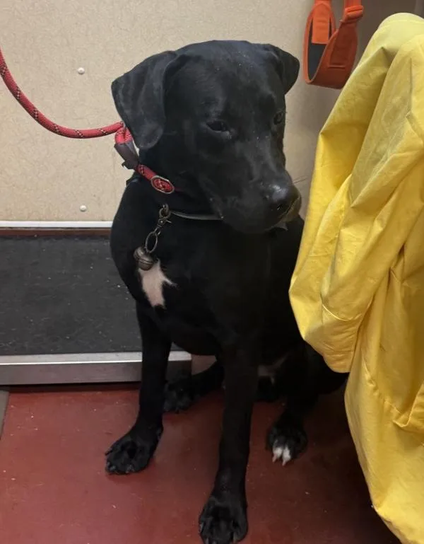 An adult medium-sized male Cane Corso dog named Bellamy for adoption in Salisbury, MD