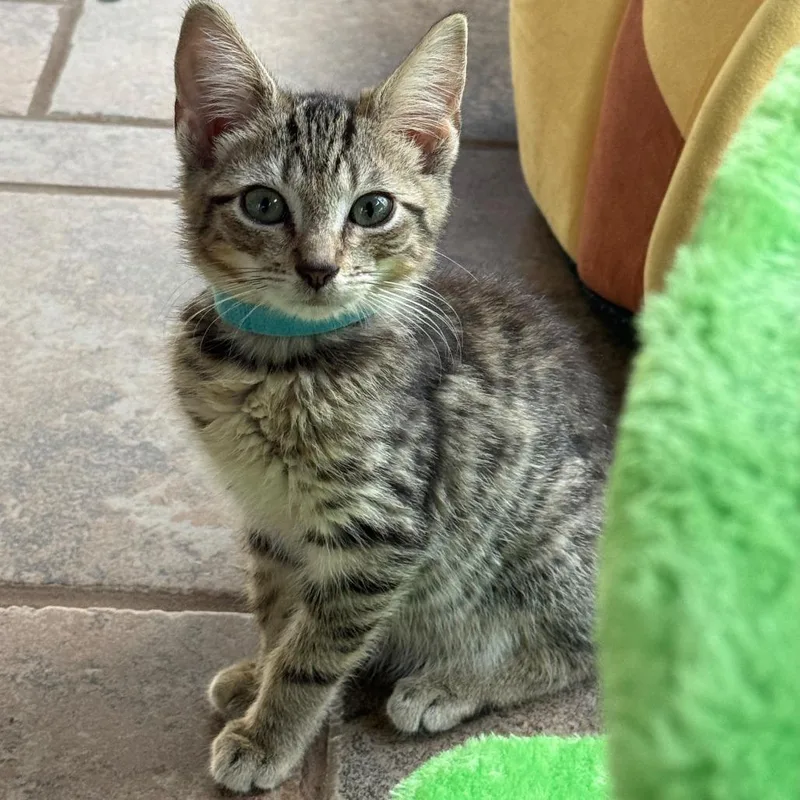 A baby small-sized male Brown / Chocolate Domestic Short Hair cat named Eddard Stark for adoption in Winchester, VA
