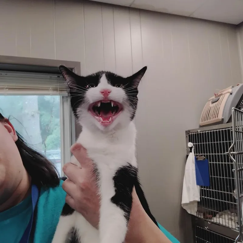 A young medium-sized male Black Domestic Short Hair cat named Hermes for adoption in Wilmington, DE