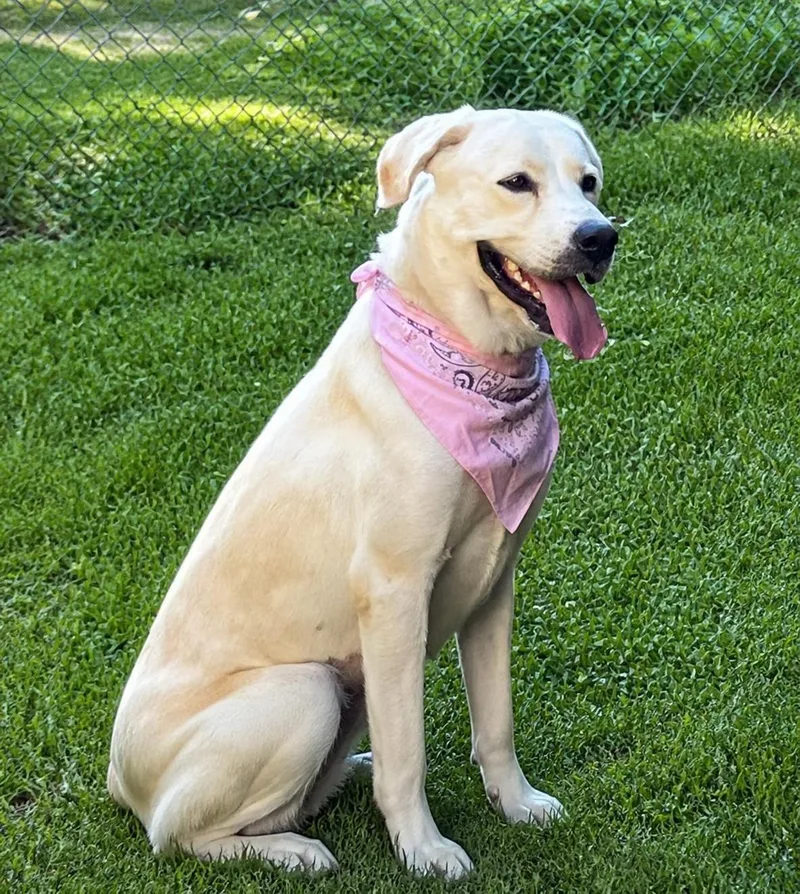 An adult medium-sized female Yellow Labrador Retriever dog named Lilly for adoption in Willington, CT