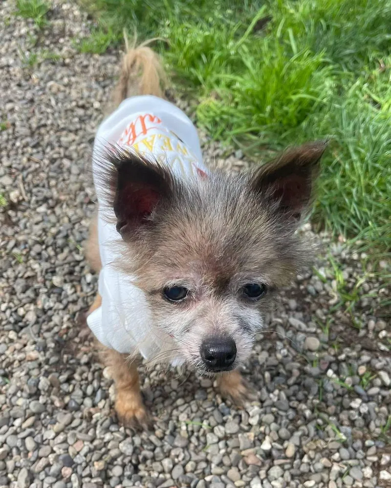 A senior small-sized female Gray / Blue / Silver Chihuahua dog named Nana for adoption in Crescent city, CA