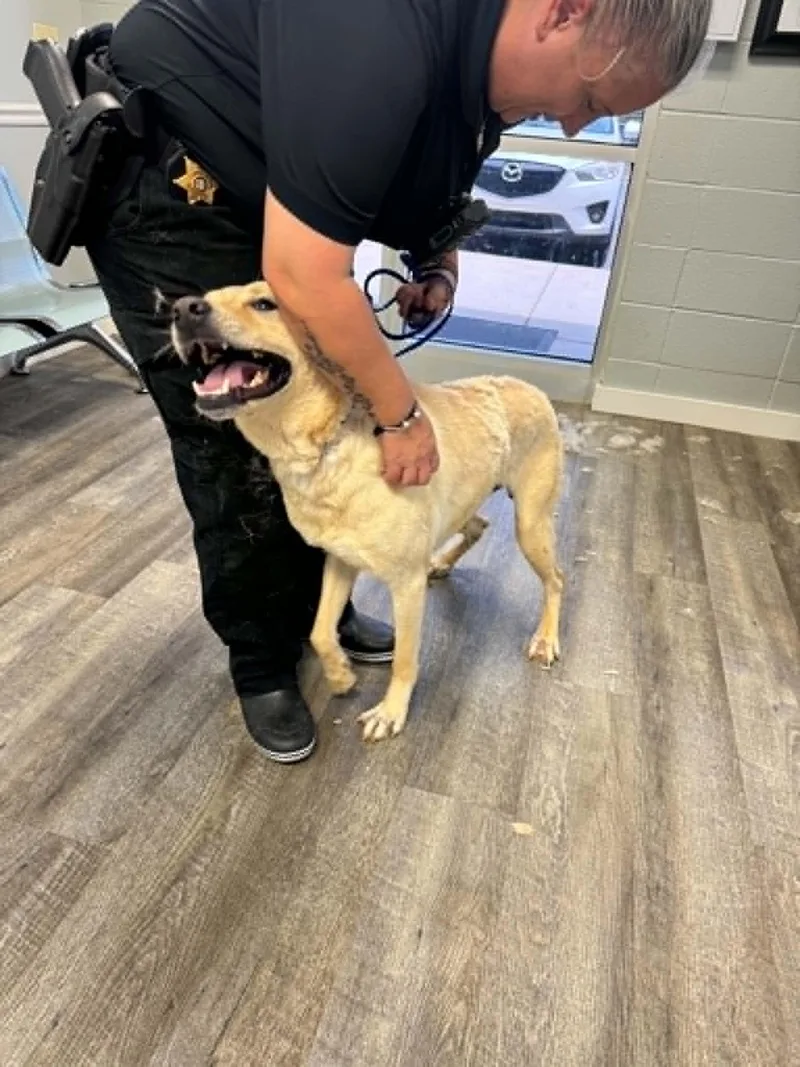 An adult medium-sized male Yellow / Tan / Blond / Fawn Shepherd dog named Fabulous Fritz for adoption in Reston, VA