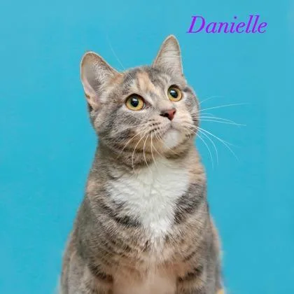 An adult small-sized female Domestic Short Hair cat named Danielle for adoption in Parma, OH