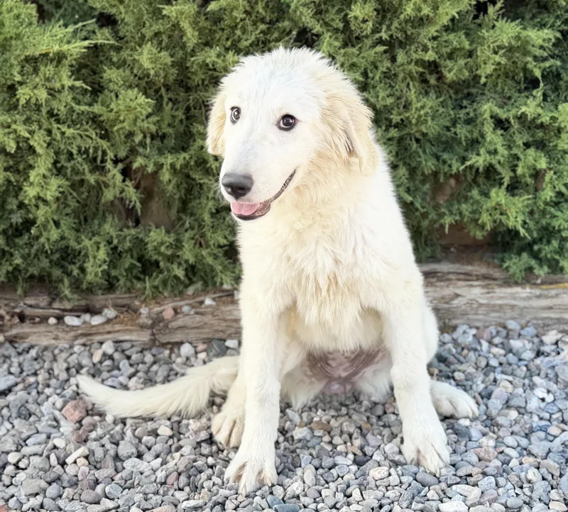 A baby extra large-sized female White / Cream Great Pyrenees dog named Mystical Lil Ms Mithra for adoption in Albuquerque, NM