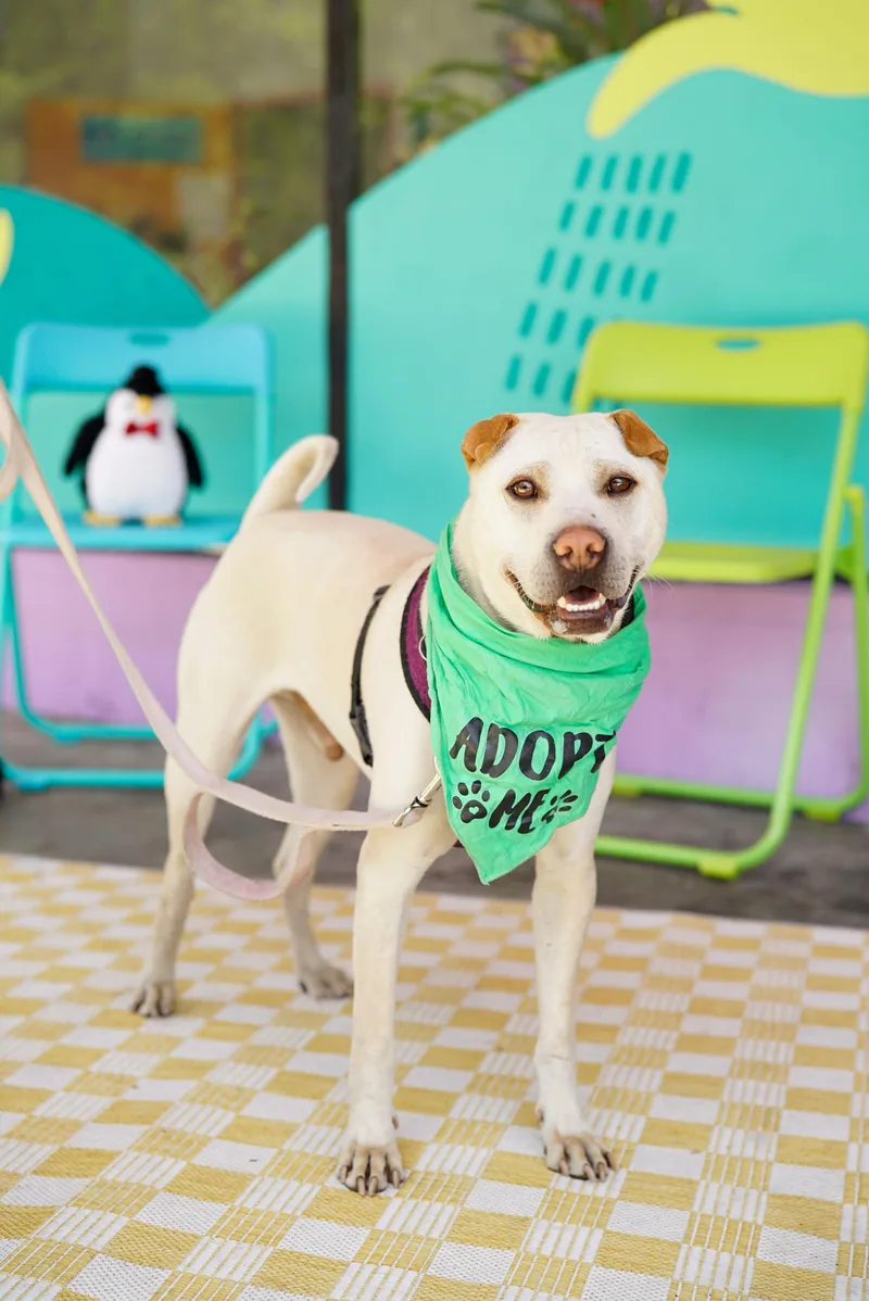 An adult medium-sized male Shar-Pei dog named Drew for adoption in Pasadena, CA