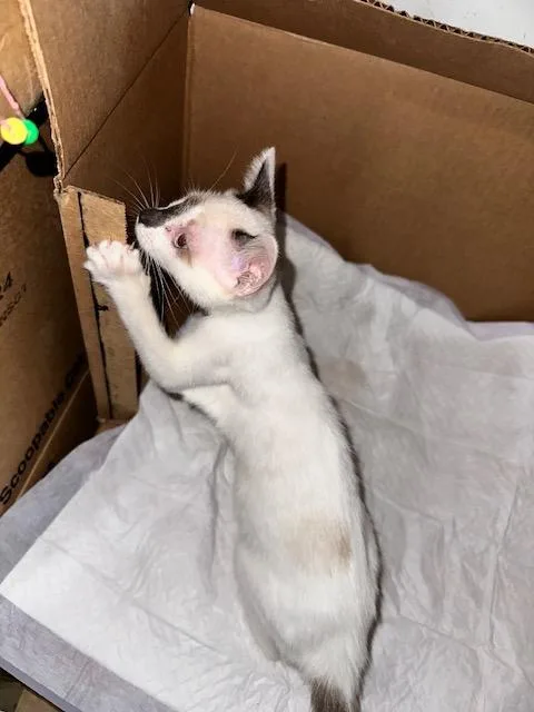 A baby medium-sized female Siamese cat named Xenia for adoption in Saucier, MS