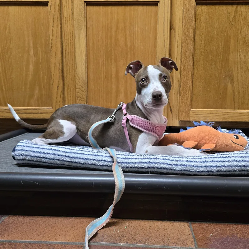 A young small-sized female Brown / Chocolate Mixed Breed dog named Moxie for adoption in Des Moines, IA