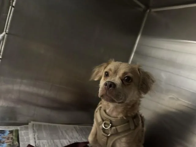 A young small-sized female Chihuahua dog named Deena for adoption in Van Nuys, CA