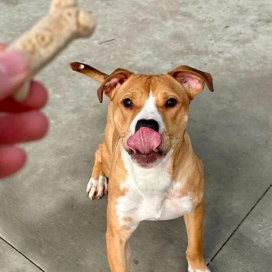 A young medium-sized male Yellow / Tan / Blond / Fawn Pit Bull Terrier dog named Cloud for adoption in Matteson, IL