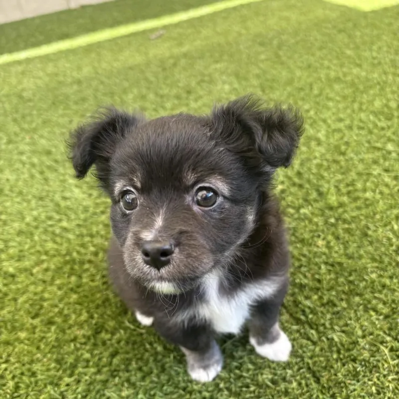 Yuki