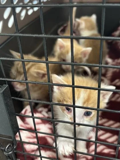 A baby small-sized male Domestic Short Hair cat named Ribeye for adoption in Cumming, GA