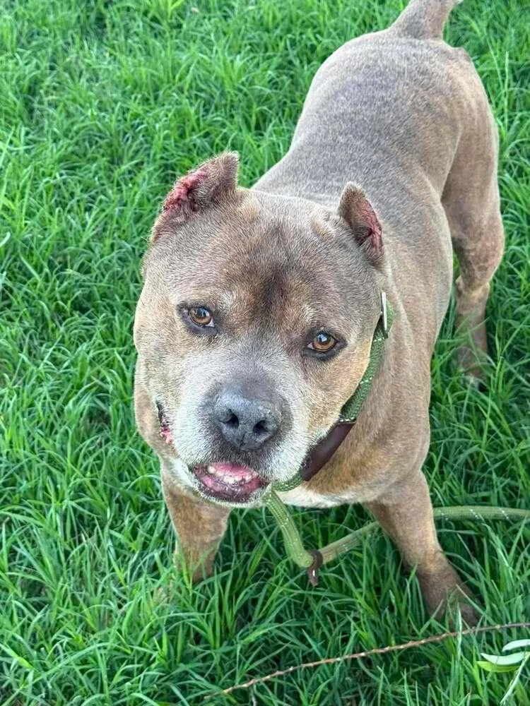 A senior medium-sized male Pit Bull Terrier dog named James for adoption in Denver, CO