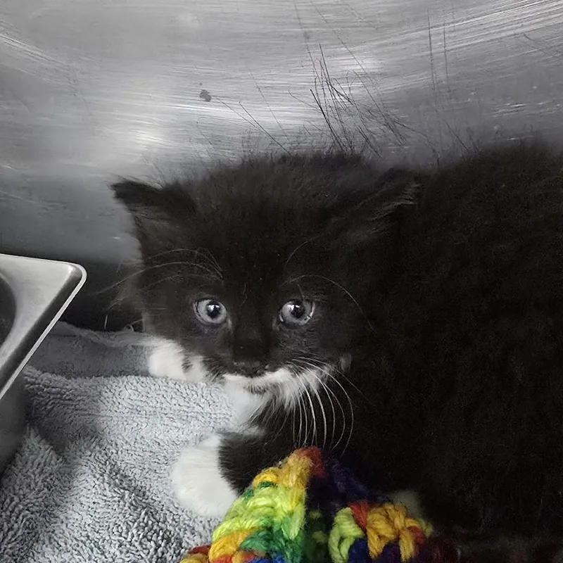 A baby small-sized male Black Domestic Short Hair cat named Pop for adoption in Yanceyville, NC