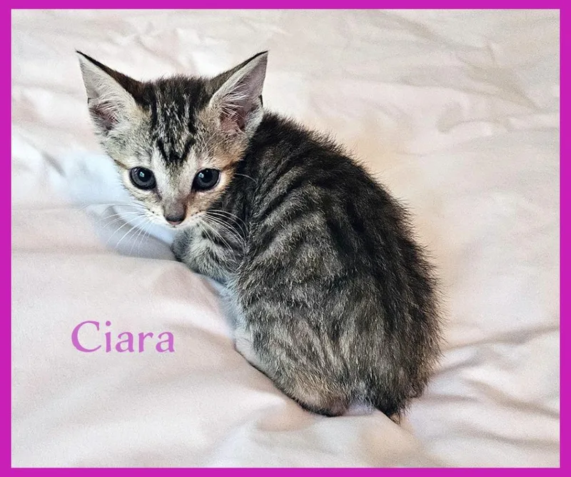 A baby medium-sized female Domestic Short Hair cat named Ciara for adoption in Hoover , AL