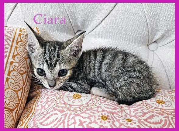 Ciara thumbnail 2