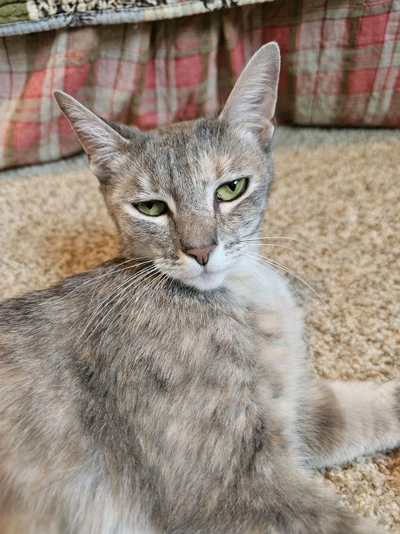 An adult medium-sized female Dilute Calico Domestic Short Hair cat named Momma Maria...loves to "chat" for adoption in Murfreesboro, TN