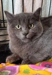 A young medium-sized male Gray / Blue / Silver Domestic Short Hair cat named Gizmo for adoption in Coralville, IA