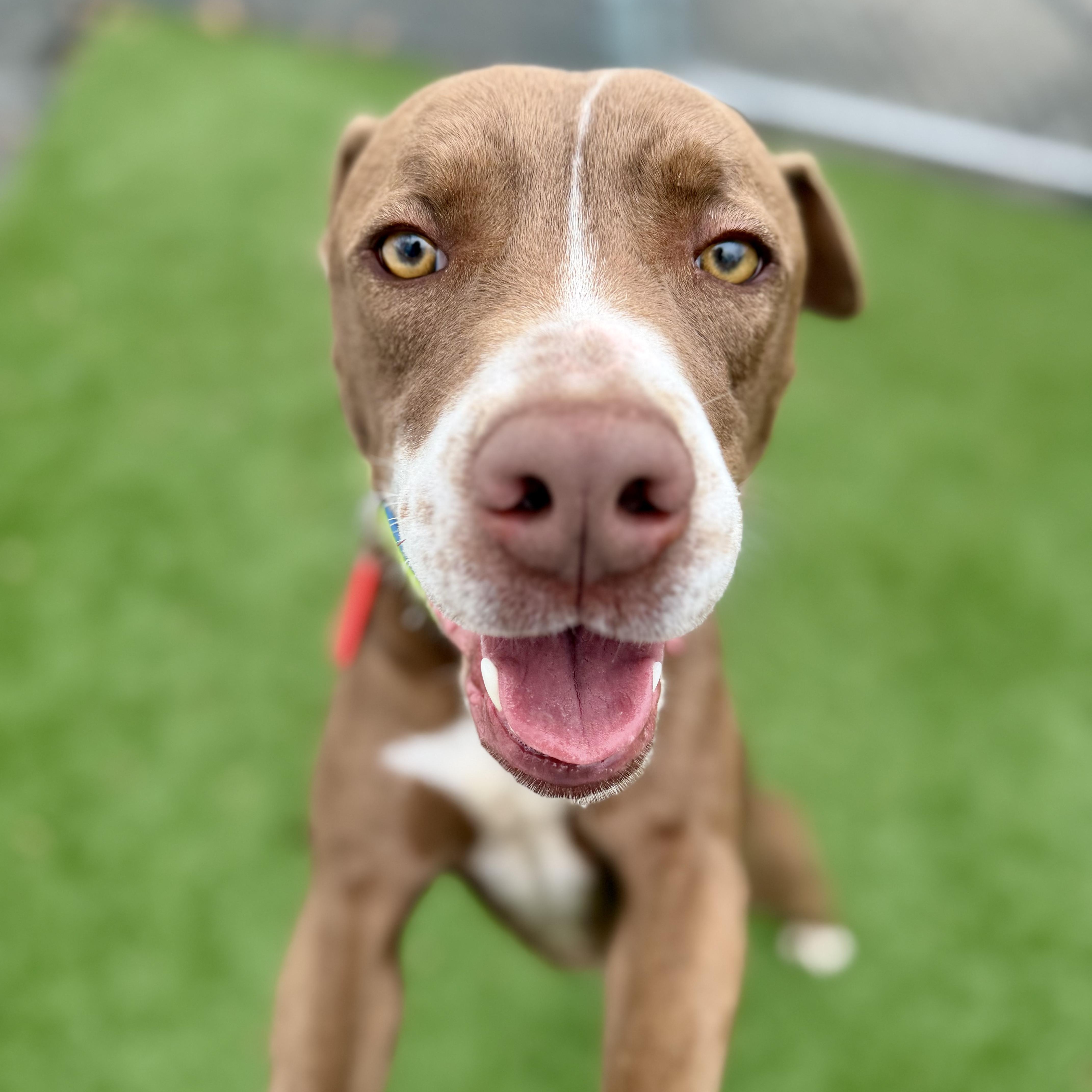 An adult medium-sized female Brown / Chocolate Hound dog named Giovanna for adoption in Cranston, RI