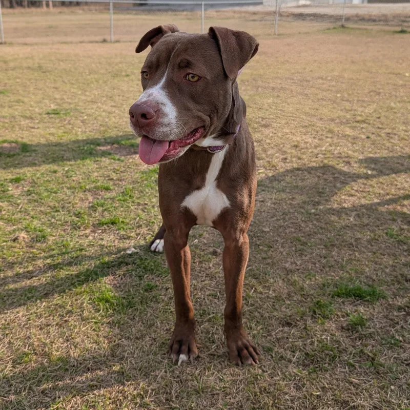 Giovanna thumbnail 2