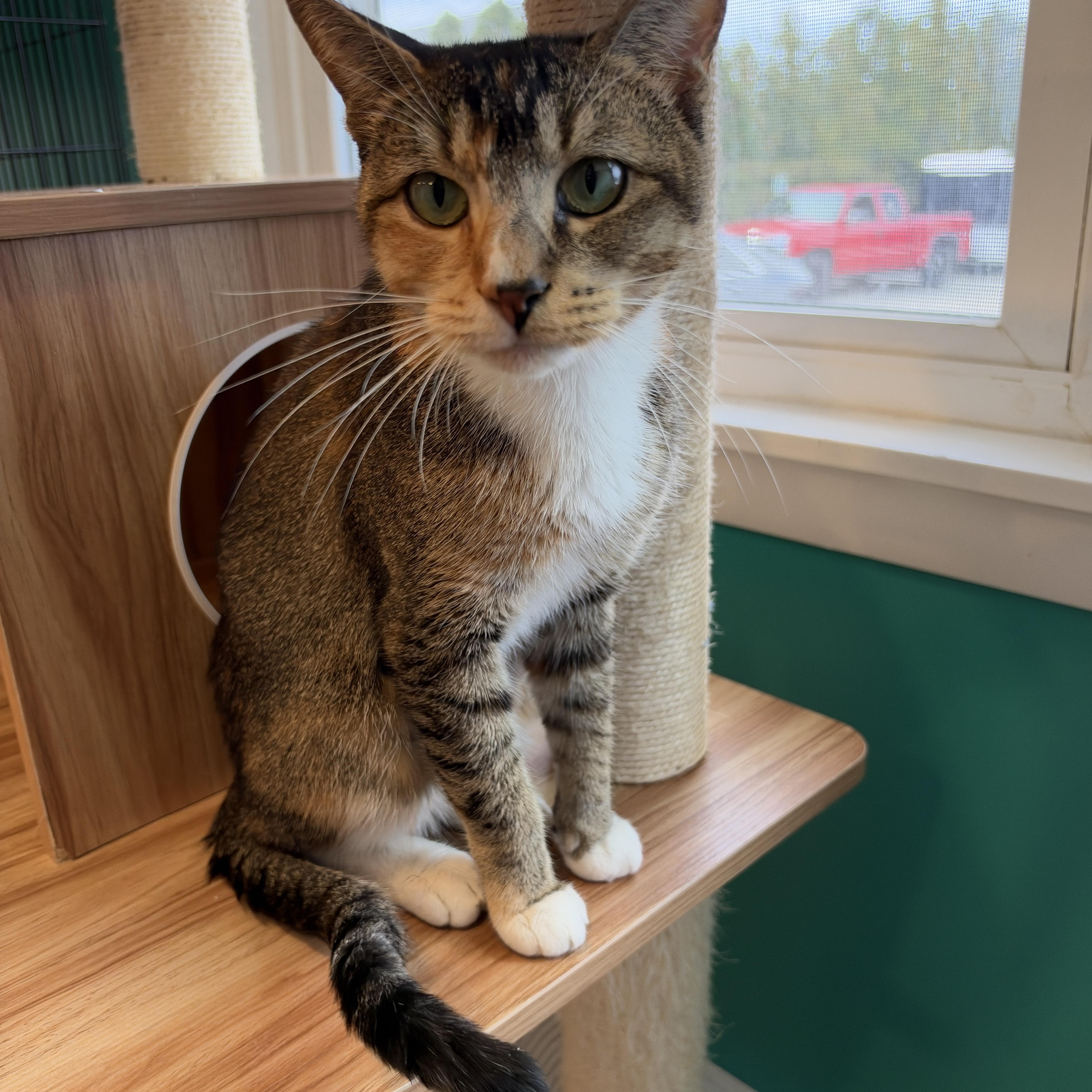 A young medium-sized female American Shorthair cat named Cat for adoption in Hull, MA