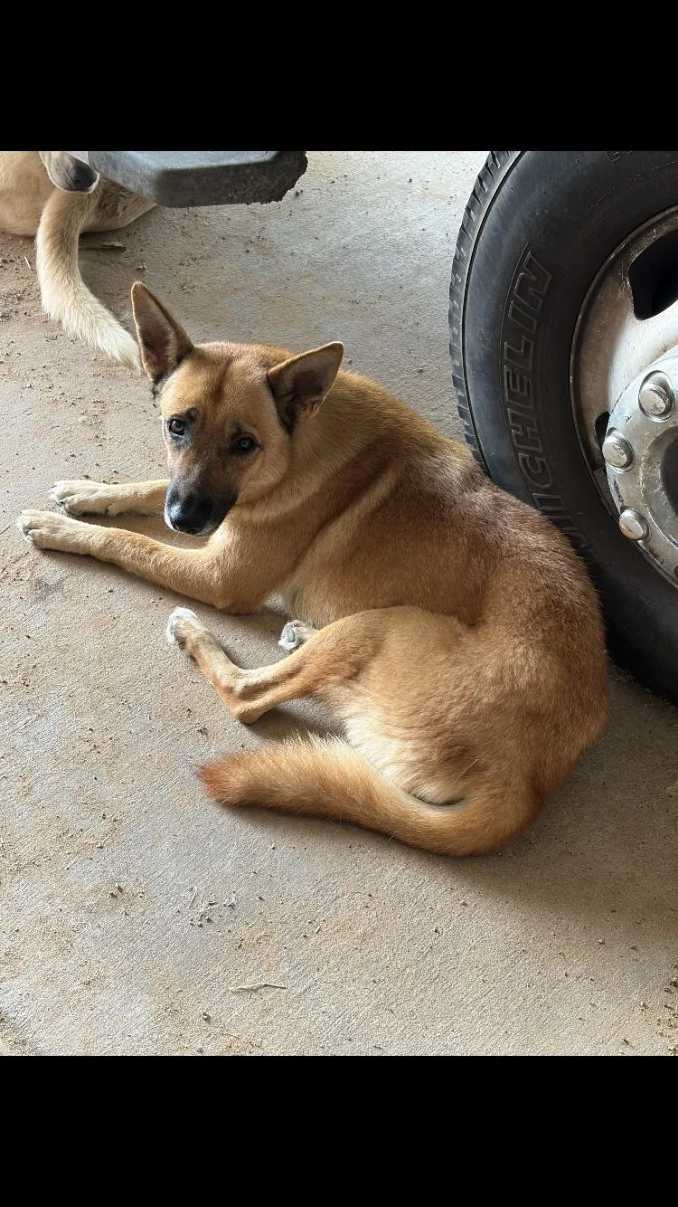 An adult medium-sized female Shepherd dog named Shep for adoption in Paradise, TX