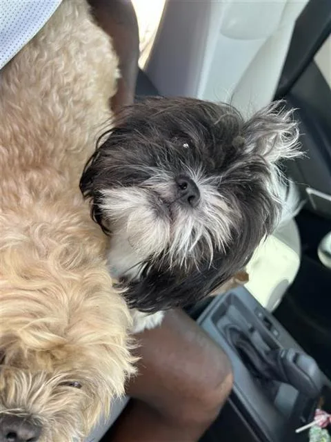 An adult small-sized female Shih Tzu dog named Louise for adoption in San Antonio, TX