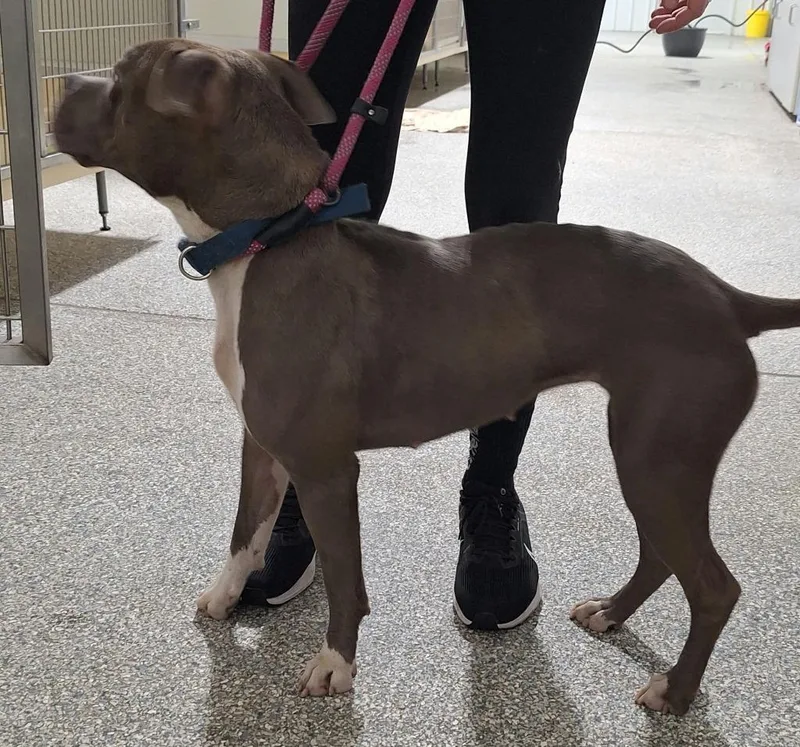 A young medium-sized female Mixed Breed dog named Tansi for adoption in Muskegon, MI