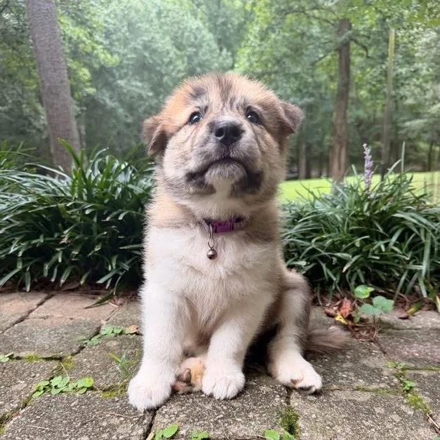 A baby large-sized female Brindle Great Pyrenees dog named Squirt for adoption in Chattanooga, TN