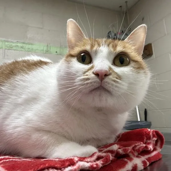 An adult medium-sized female Domestic Short Hair cat named Sky for adoption in Troutdale, OR