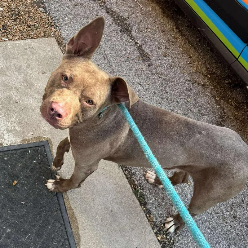 An adult large-sized male Brown / Chocolate Mixed Breed dog named Bucky for adoption in Edwardsville, IL