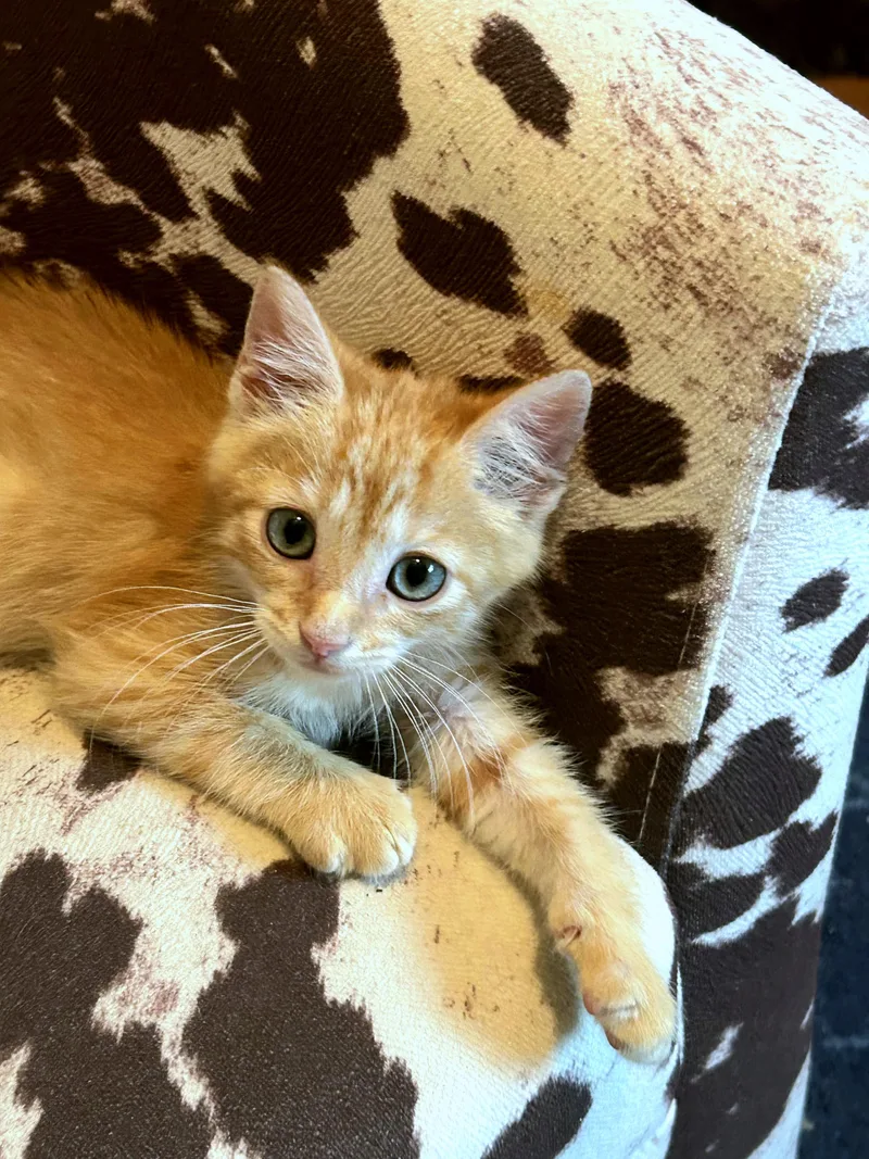 A baby medium-sized male Orange / Red Domestic Short Hair cat named Trevor for adoption in Mt Pleasant, SC