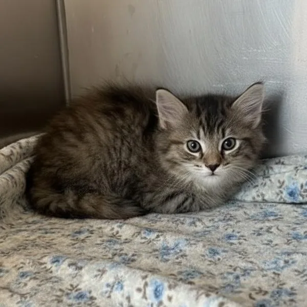 A baby small-sized female Tabby (Brown / Chocolate) Domestic Short Hair cat named Mascara for adoption in Elyria, OH